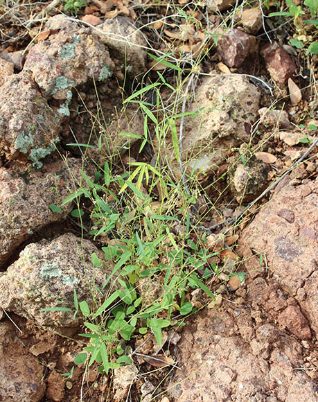  Desmodium procumbens